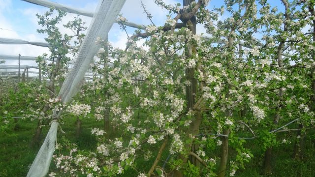 La rando découverte de l’agglomération moulinoise a visité les vergers d’Anne-Marie et Thierry DEMOULE à Saint Palais (18)